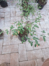 Load image into Gallery viewer, Guvie's nandina domestica 4 litres