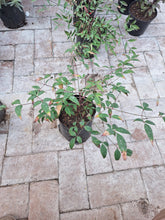 Load image into Gallery viewer, Guvie's nandina domestica 4 litres