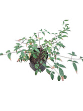 Load image into Gallery viewer, Guvie's nandina domestica 4 litres