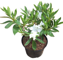 Load image into Gallery viewer, Azalea (15 cm pot)