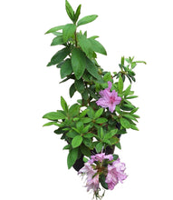 Load image into Gallery viewer, Azalea (15 cm pot)