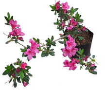 Load image into Gallery viewer, Azalea (15 cm pot)