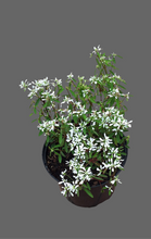 Load image into Gallery viewer, Euphorbia Diamond Ice (4 litres)