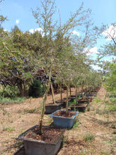 Load image into Gallery viewer, Guvies.co.za fever tree 200 litres