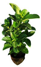 Load image into Gallery viewer, Viburnum odoratissimum sinensis (sweet viburnum) (4 litres)