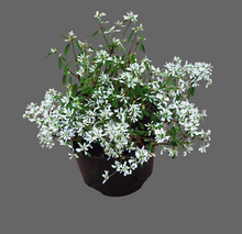 Load image into Gallery viewer, Euphorbia Diamond Ice (4 litres)