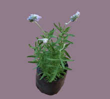 Load image into Gallery viewer, Lavandula dentata 4 litres Guvies.co.za