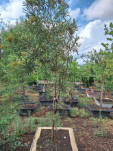 Load image into Gallery viewer, Guvies.co.za buddleja saligna 200 litres