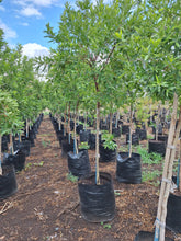 Load image into Gallery viewer, Guvies.co.za river bushwillow 100 litres