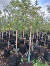 Load image into Gallery viewer, Guvies.co.za Olea Africana 100 litres