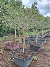 Load image into Gallery viewer, Guvies.co.za fever tree 200 litres