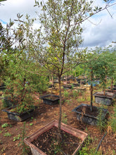 Load image into Gallery viewer, Guvies.co.za buddleja saligna 200 litres