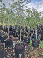 Load image into Gallery viewer, Guvies.co.za olea africana 100 litres