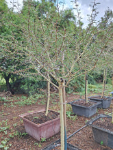 Load image into Gallery viewer, Guvies.co.za fever tree 200 litres