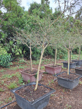 Load image into Gallery viewer, Guvies.co.za fever tree 200 litres