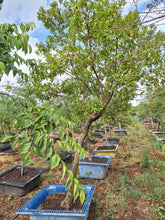 Load image into Gallery viewer, Guvies.co.za river bushwillow 200 litres