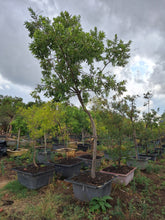 Load image into Gallery viewer, Guvies.co.za river bushwillow 200 litres