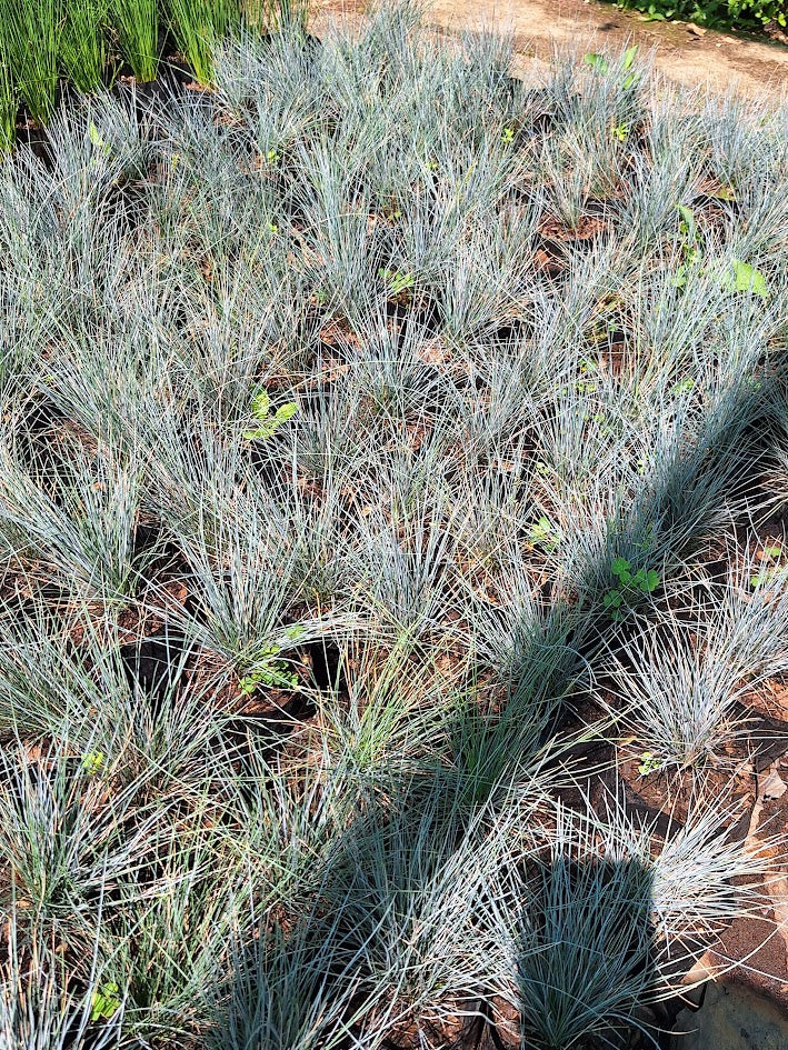 GROUND COVER PLANTS