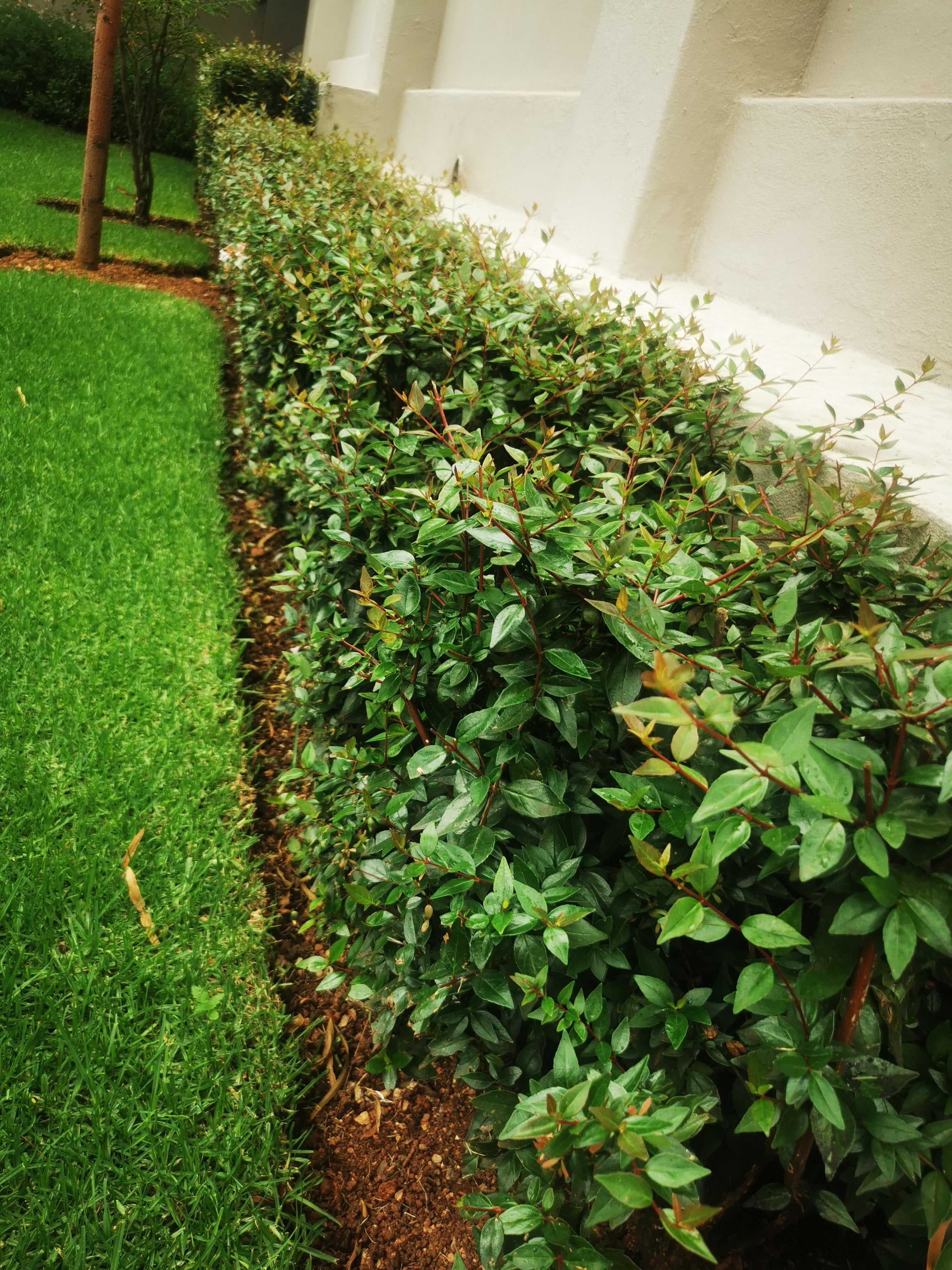HEDGES AND SCREENS