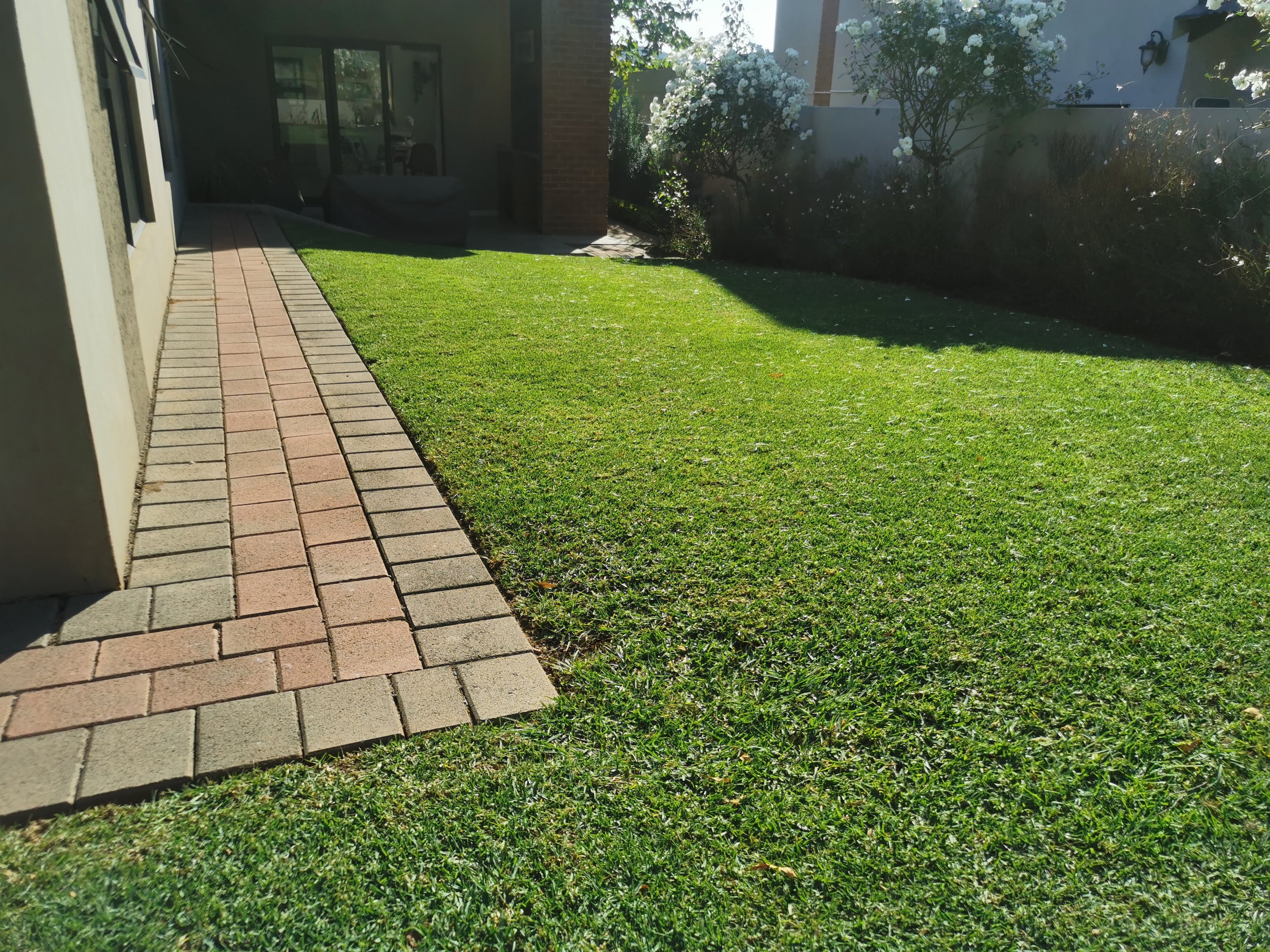 LAWN (KIKUYU GRASS)