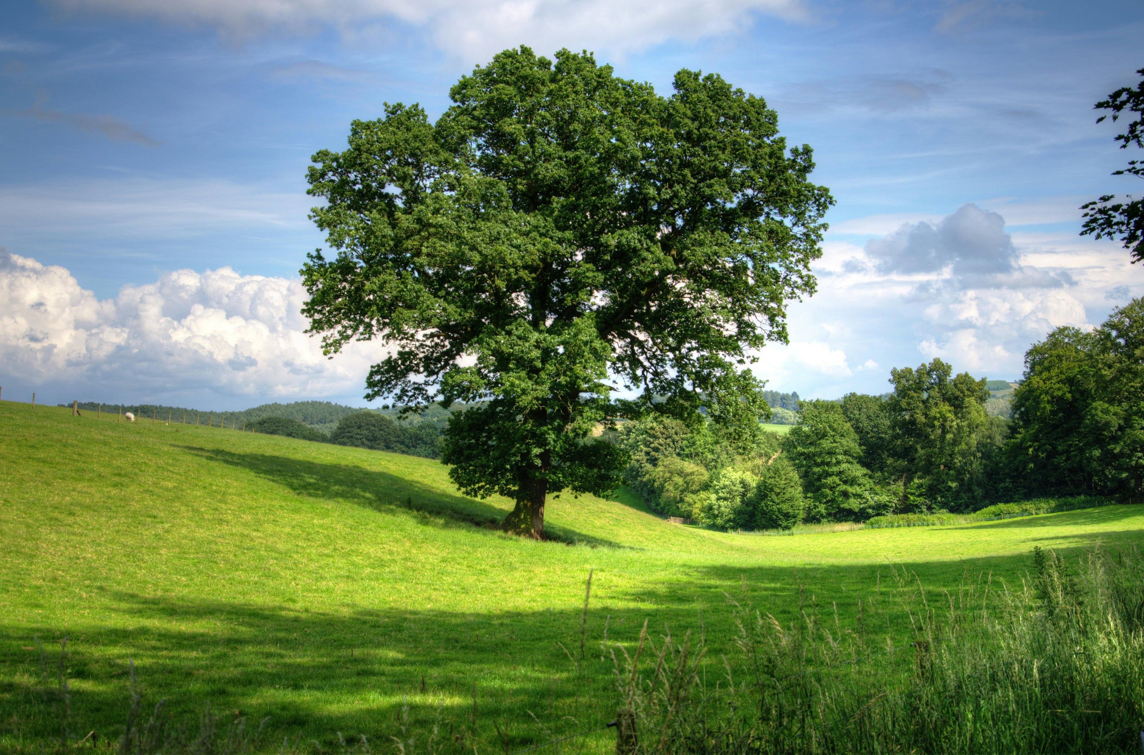 BIG TREES