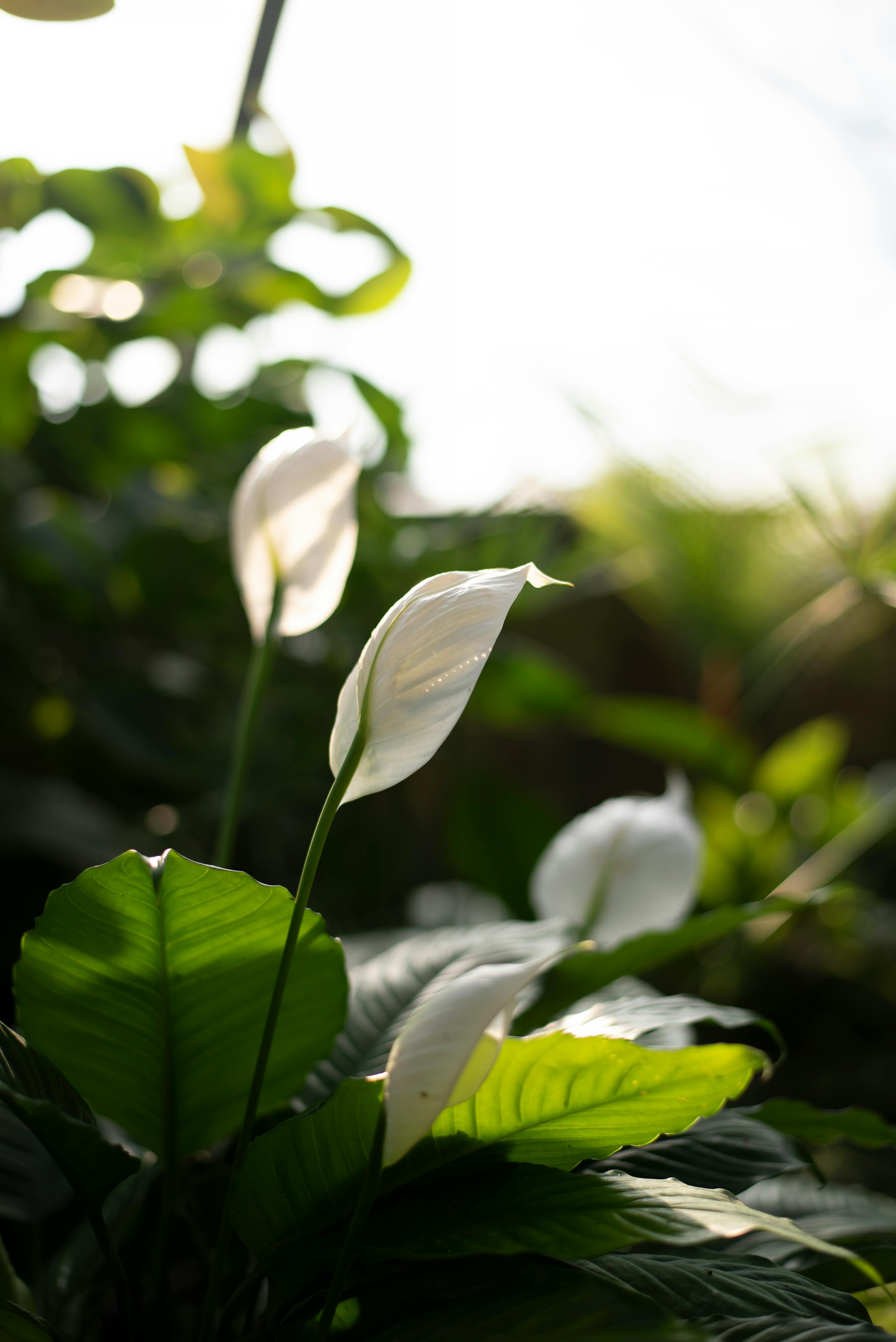 Shade Tolerant Plants