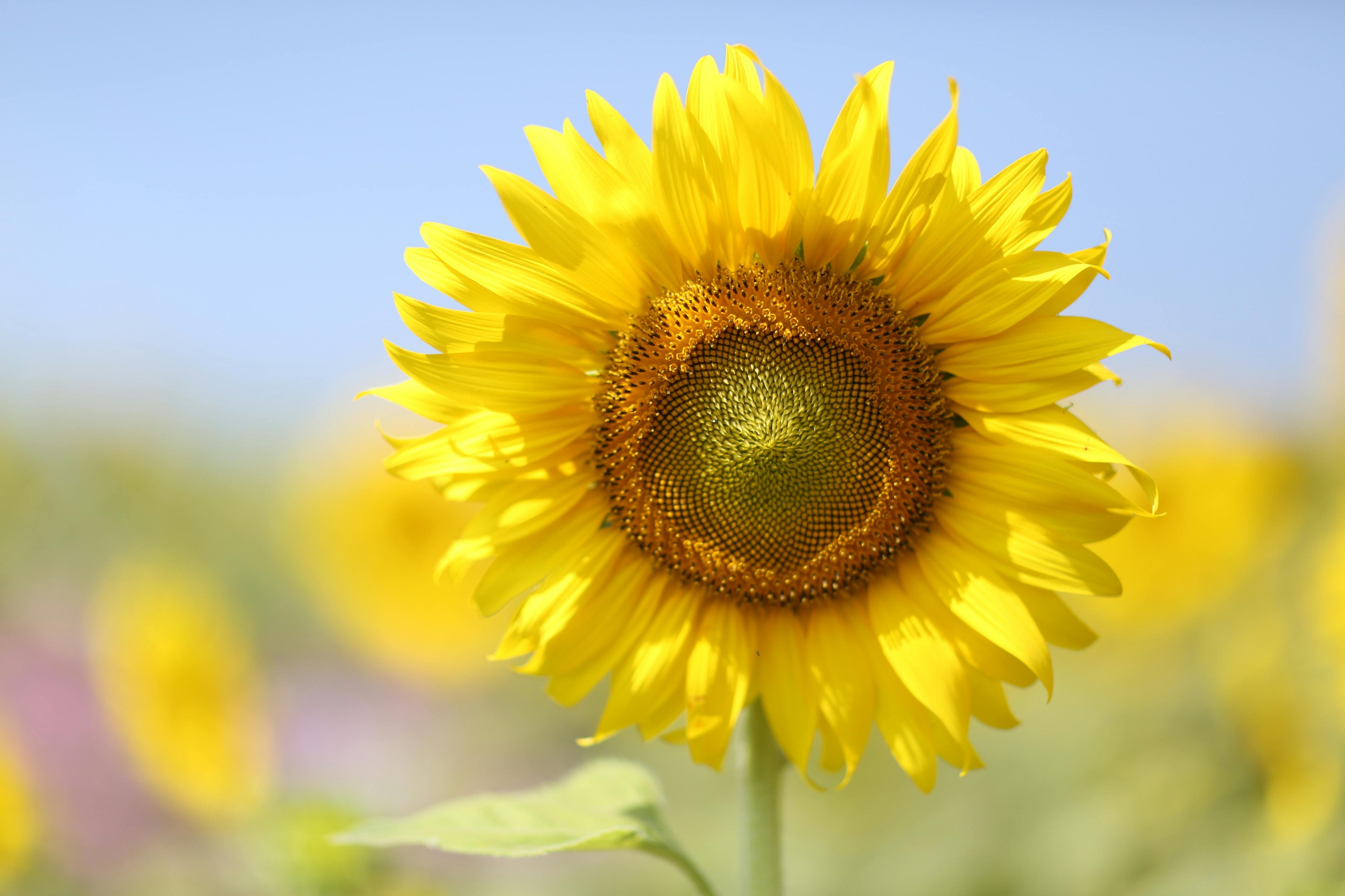 Sun Loving Plants