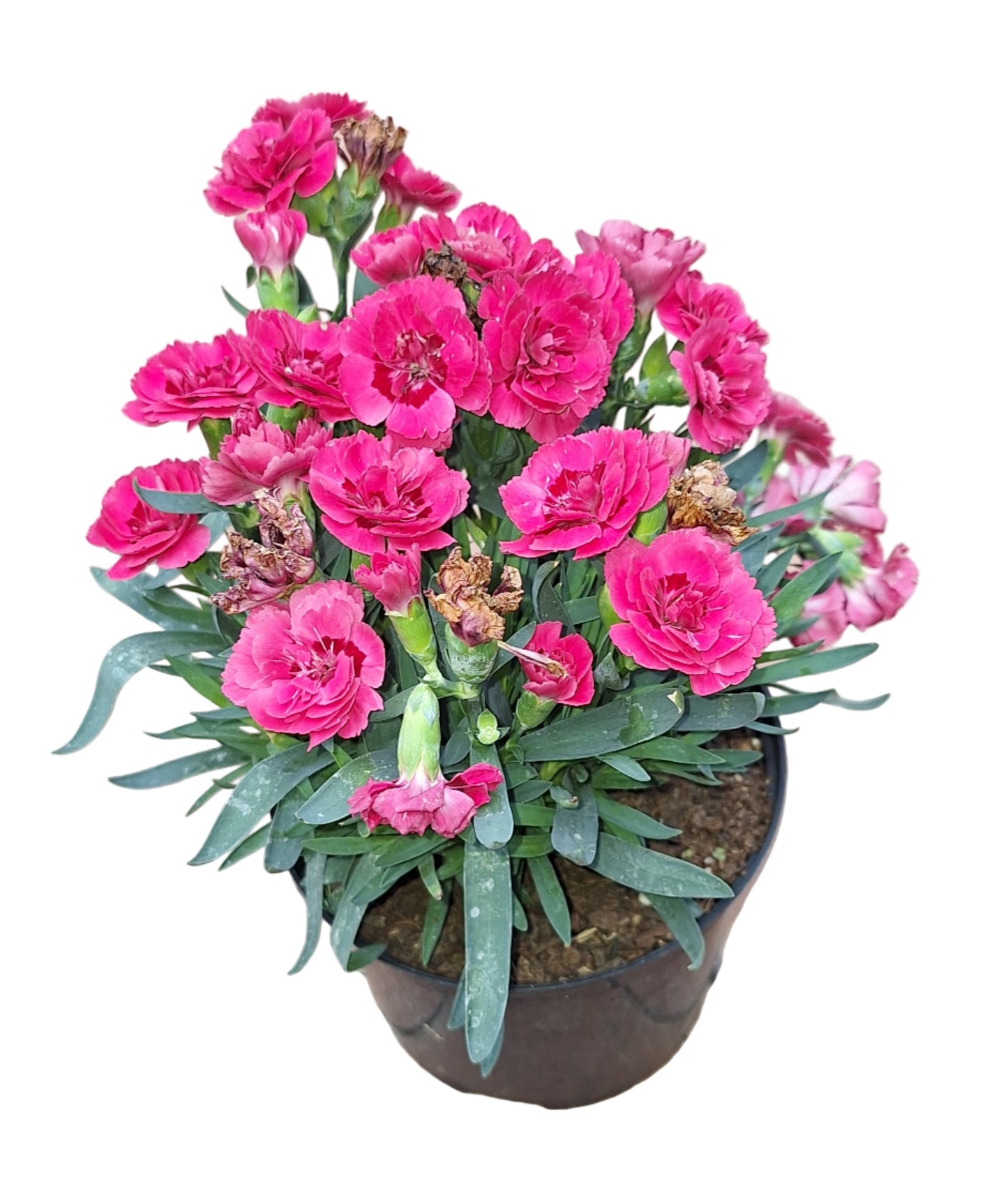 Carnation / Dianthus (15 cm pot)