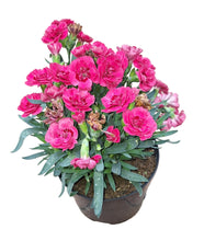 Load image into Gallery viewer, Carnation / Dianthus (15 cm pot)
