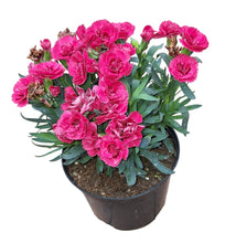 Load image into Gallery viewer, Carnation / Dianthus (15 cm pot)
