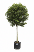 Celtis Africana Tree | Guvies
