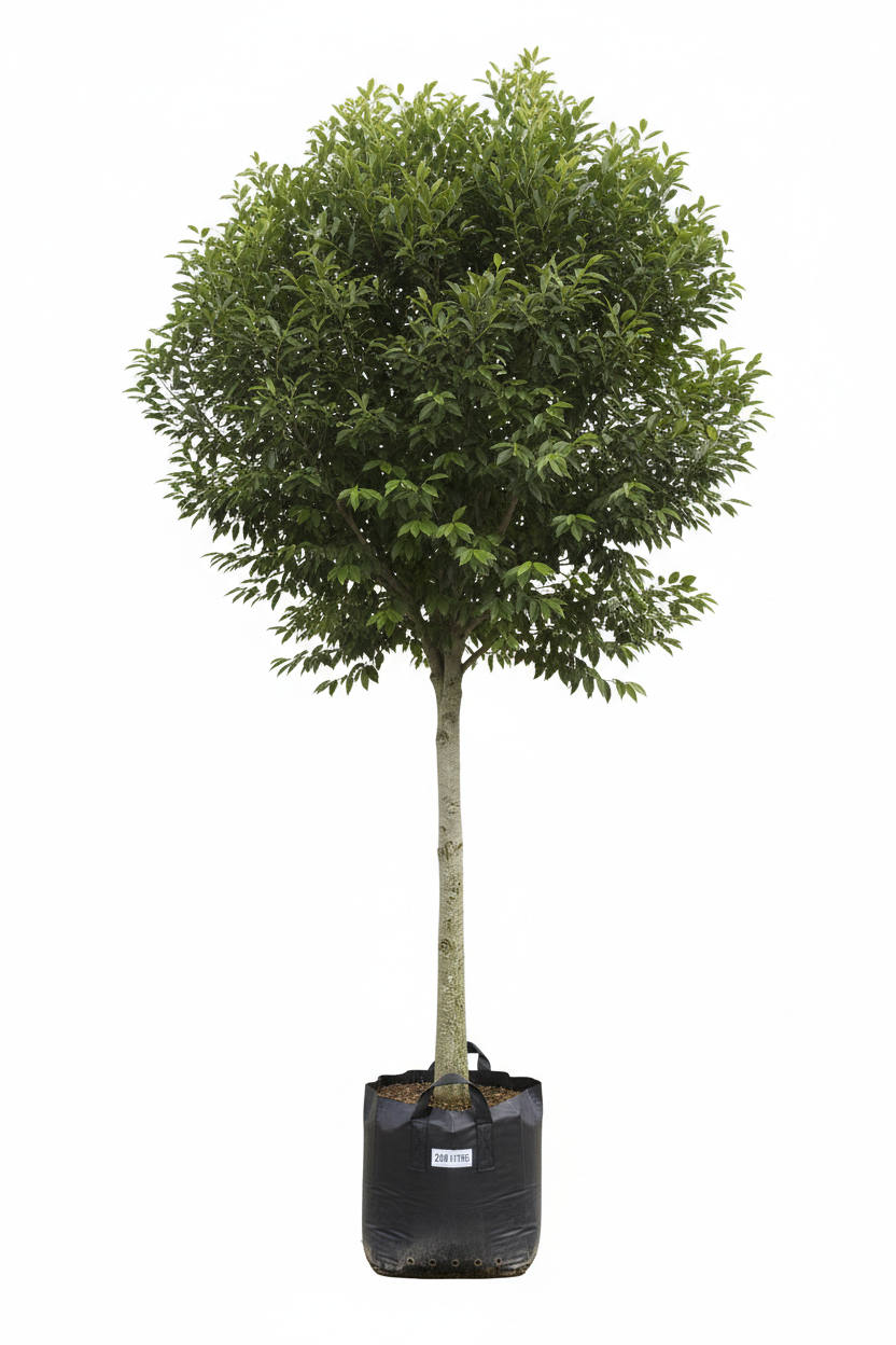 Celtis Africana Tree | Guvies