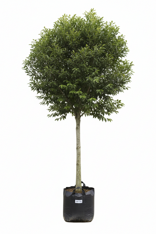 Celtis Africana Tree | Guvies