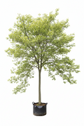 Celtis Africana Tree | Guvies