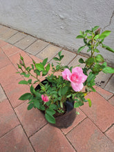 Load image into Gallery viewer, Pink rose bush (10 litres)
