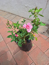 Load image into Gallery viewer, Pink rose bush (10 litres)
