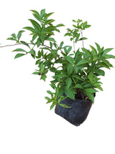 Load image into Gallery viewer, Brunfelsia (Yesterday, today, tomorrow plant) (5 litres)
