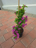 Bougainvillea