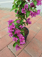 Bougainvillea