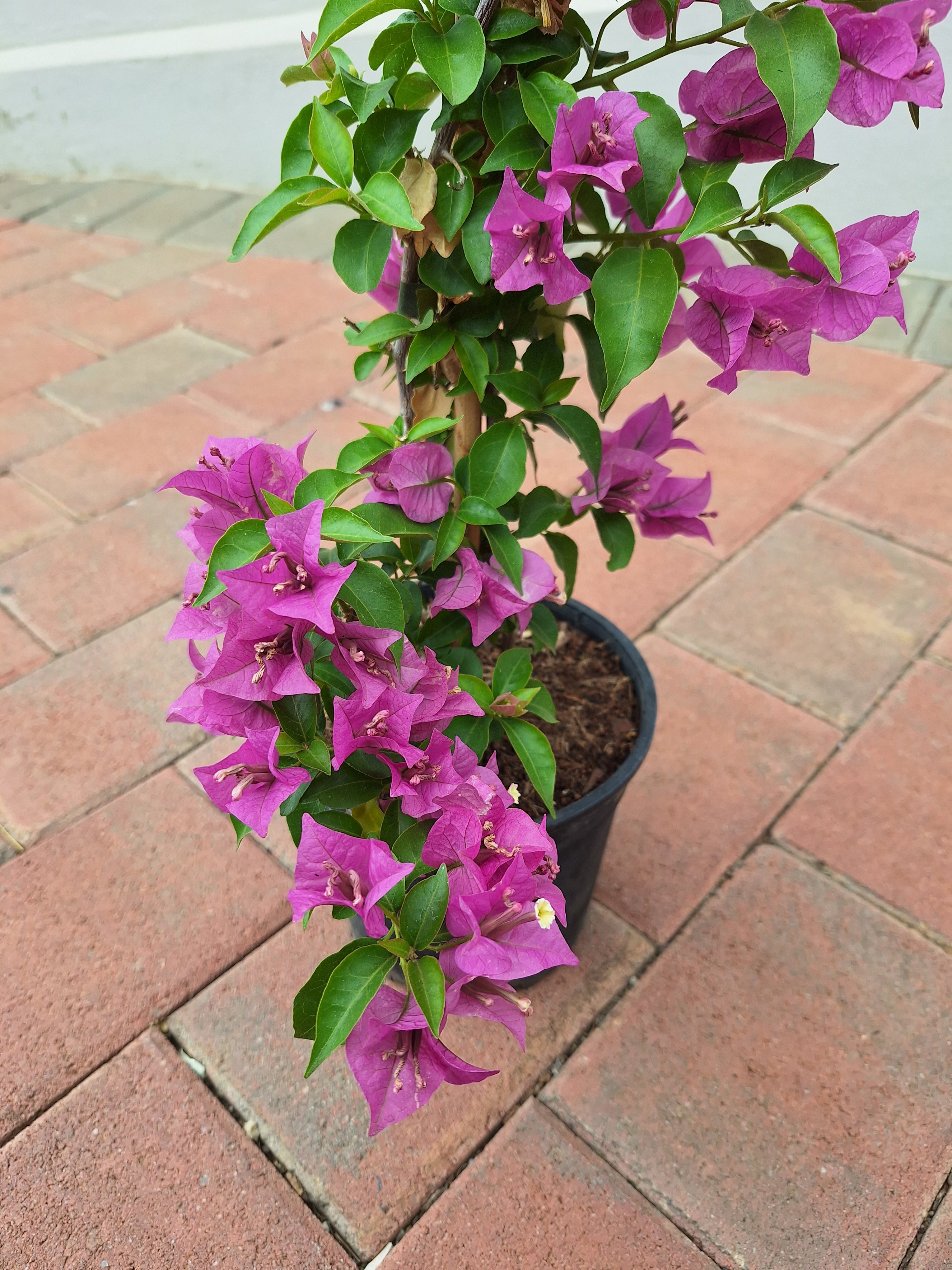 Bougainvillea