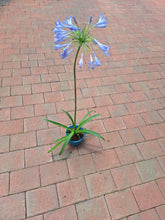 Load image into Gallery viewer, Guvies.co.za agapanthus blue 4 litres
