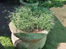 Load image into Gallery viewer, guvies.co.za euphorbia in large pot
