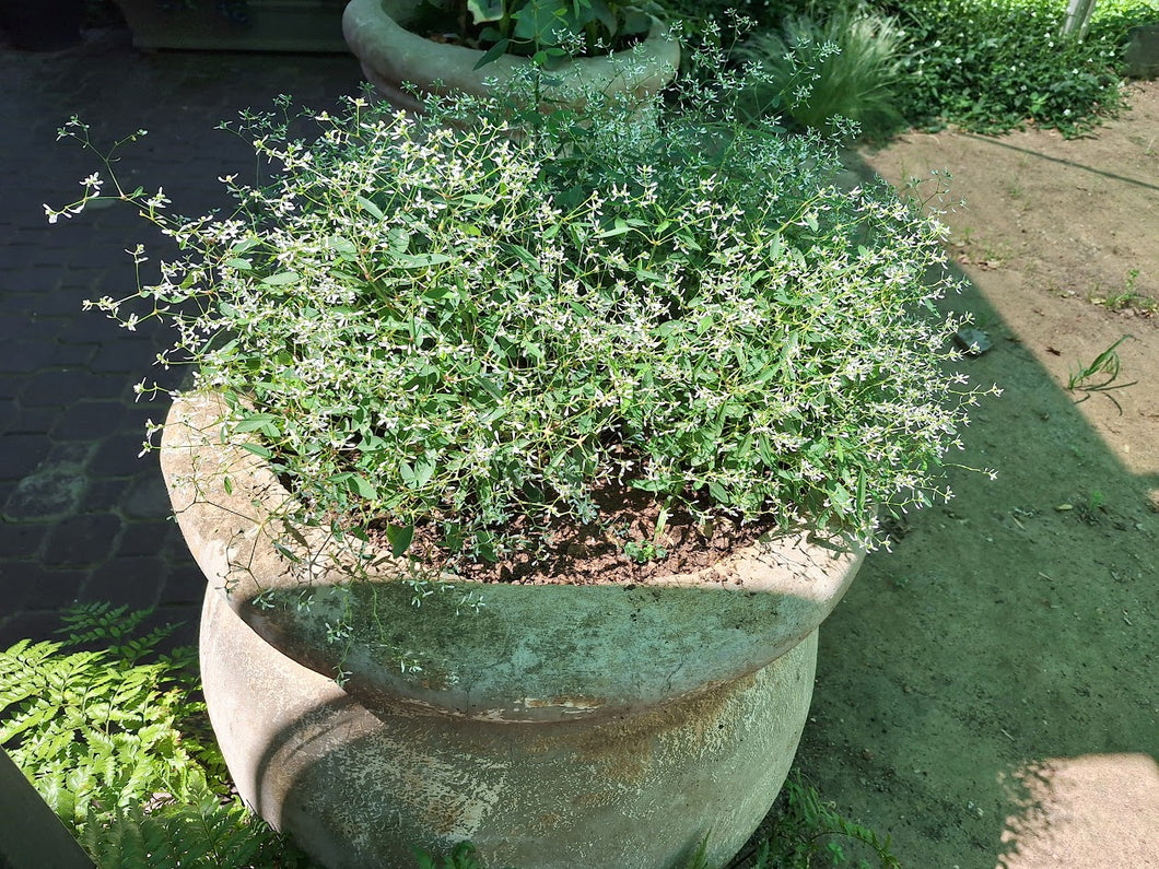 guvies.co.za euphorbia in large pot