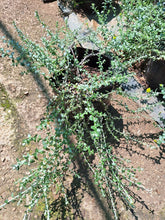 Load image into Gallery viewer, guvies.co.za Helicrysum Cymosum (4 litre bag)

