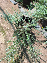 Load image into Gallery viewer, guvies.co.za Helicrysum Cymosum (4 litre bag)
