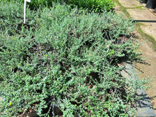 Load image into Gallery viewer, guvies.co.za Helicrysum Cymosum (4 litre bag)
