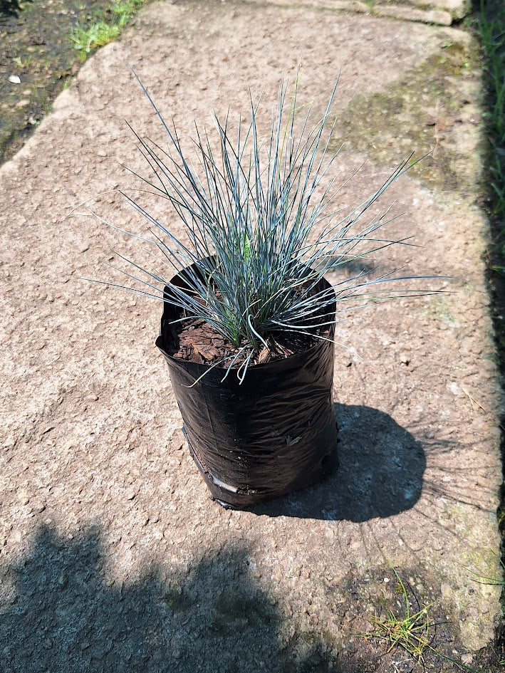 Festuca Glauca (4 litres)