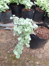 Load image into Gallery viewer, Helichrysum petiolare (4 litre bag)
