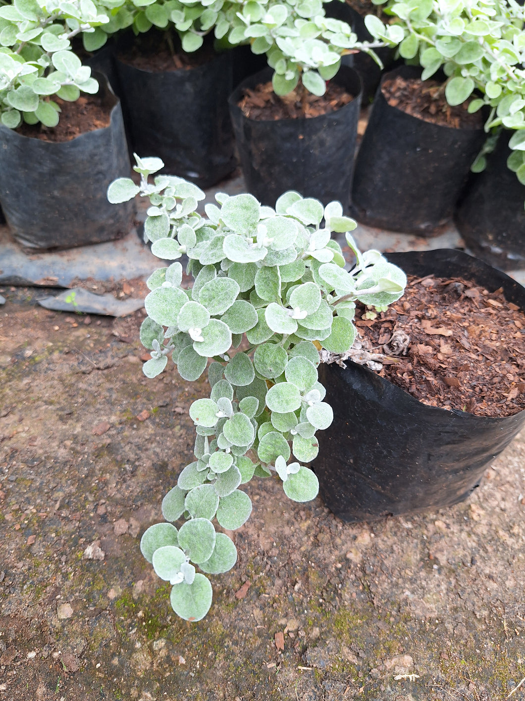 Helichrysum petiolare (4 litre bag)