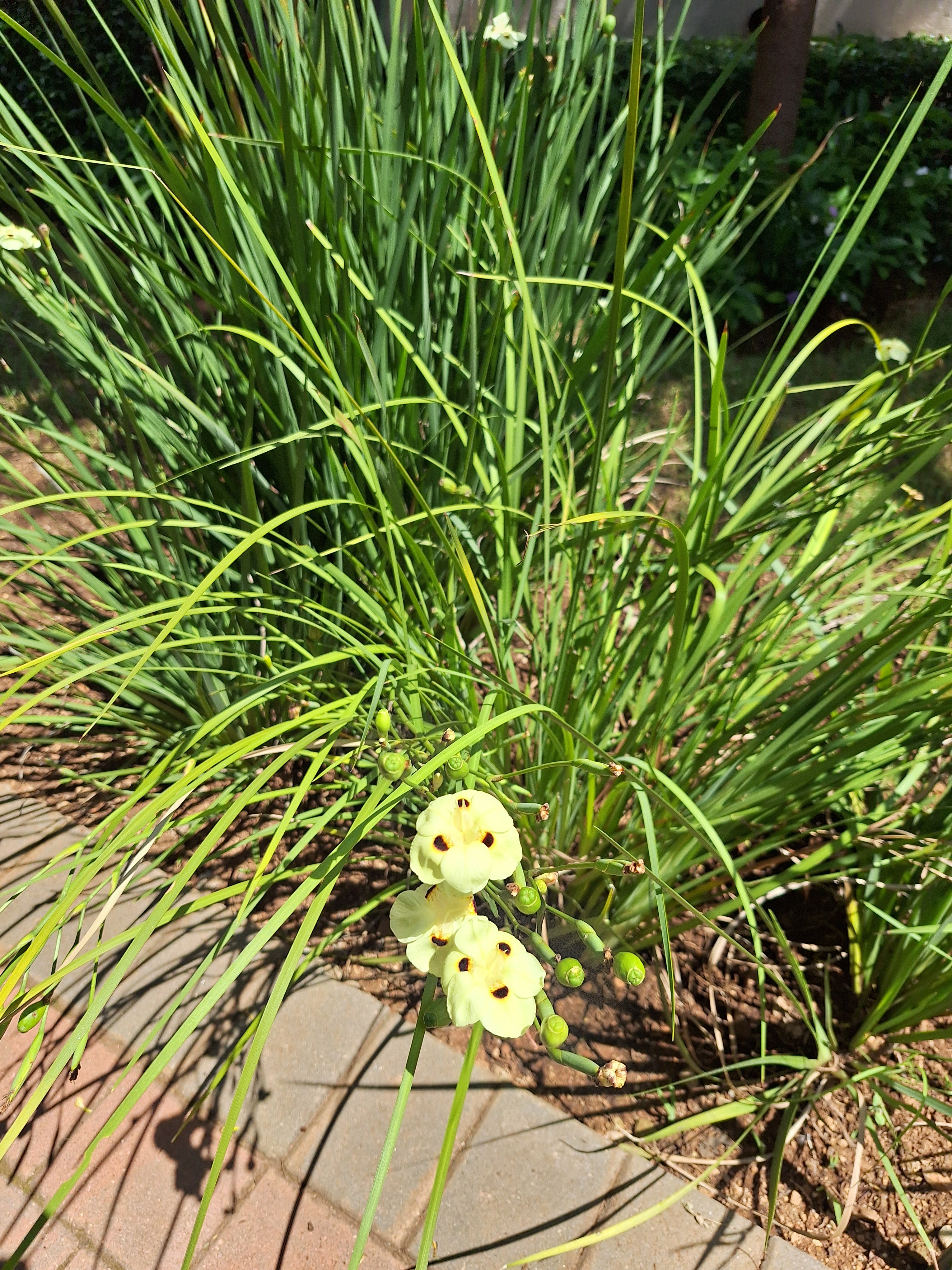 Yellow Wild Iris | Guvies